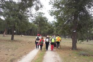 Pinar de Papatrigo